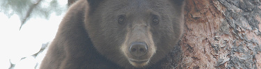 Black Bear in a tree